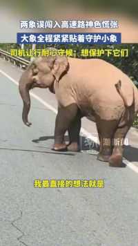 两象误闯入高速路神色慌张,大象全程紧紧贴着守护小象 司机让行耐心守候:想保护下它们