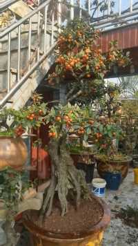 来微视,玩转互动视频。