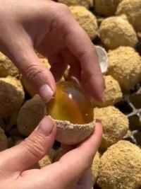 老乡们!咱老家的#变蛋 弹鲜嫩又爽口!都是溏心的!好吃的很#家乡的味道 #河南溏心变蛋