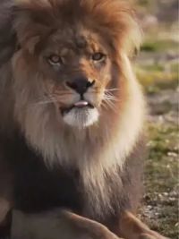 霸气登场#雄狮 #狮王 #爱护大自然爱护动物