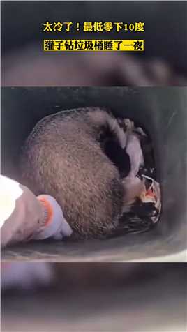 太冷了！最低零下10度，獾子钻垃圾桶睡了一夜