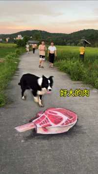 在马路上画块牛排，狗看到会有啥反应