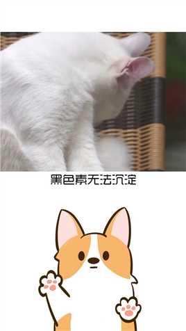 猫 为什么异瞳猫多为白猫？