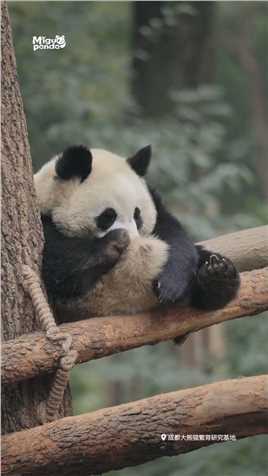 得之坦然，失之淡然，顺其自然！有熊猫宝宝陪着你，要开心快乐每一天哇熊猫大熊猫熊猫啃jio名场面