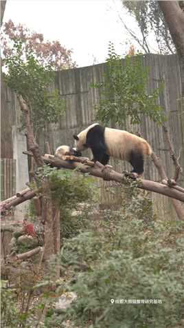当温柔的熊猫妈妈对上叛逆小团子熊猫大熊猫动物的迷惑行为.