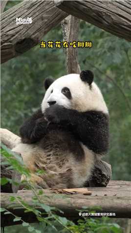 当花花在吃脚脚时，听到有人说...熊猫大熊猫熊猫听懂四川话系列熊猫花花吃脚脚