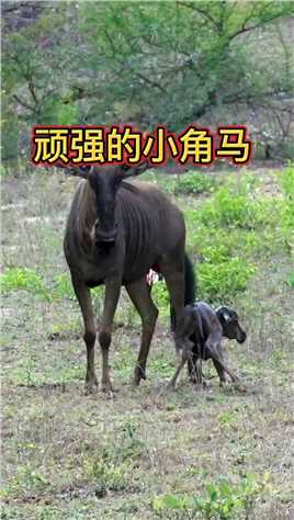 刚出生的小角马必须尽快的学会奔跑，不然就会成为掠食者的美餐