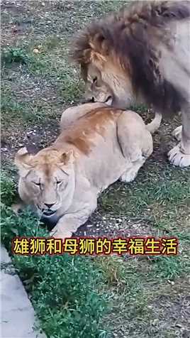 雄狮和母狮的幸福生活新知创作人雄狮和母狮动物世界.
