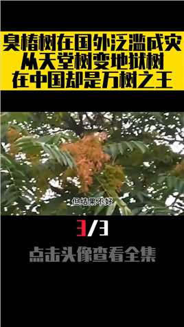 臭椿树在国外泛滥成灾，从天堂树变地狱树，在中国却是万树之王 (3)