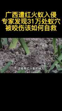 广西遭红火蚁入侵，专家发现31万处蚁穴，被咬伤该如何自救？ (2)