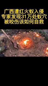 广西遭红火蚁入侵，专家发现31万处蚁穴，被咬伤该如何自救？ (3)
