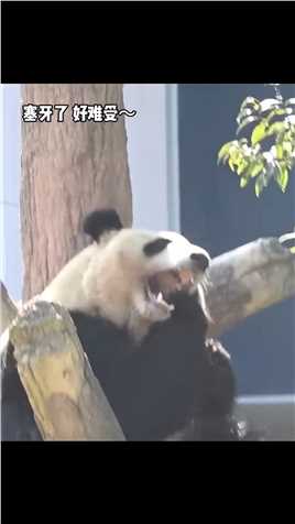 熊猫彩浜吃东西塞牙从树上连滚带爬去找奶爸奶妈大熊猫