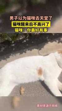 男子以为猫咪去天堂了，猫咪醒来后不高兴了，猫咪：你最好有事！