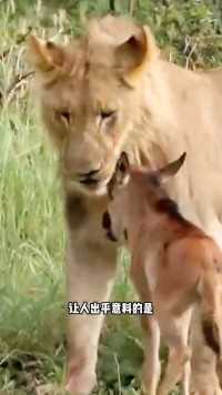 小羚羊误认母狮妈妈，狮子当母爱泛滥