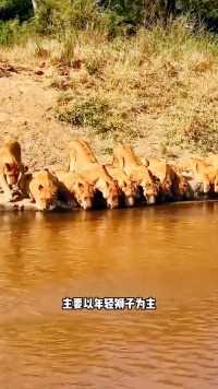 十几头狮子同时趴在河边喝水，面壮观了