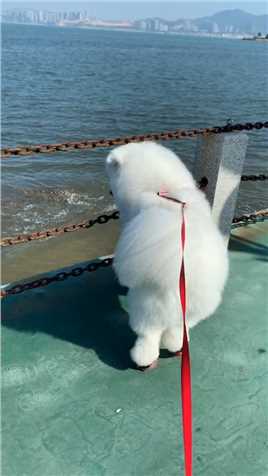 狗生第一次看海 超兴奋想跳海🤣
