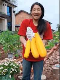 香蕉西葫芦产量太高了，一次性收3个瓜，就是好几斤。