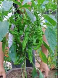 花盆里种植的辣椒结果了，来看看哪个品种结得更好。#自己种的纯天然的绿色蔬菜 #我的乡村生活