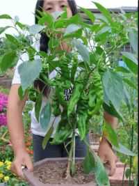 螺丝椒是一个不错的辣椒品种，种在小小的花盆里，一次也能结这么多。#自己种的纯天然的绿色蔬菜 #我的乡村生活