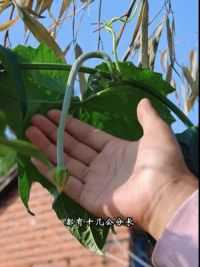 2米长的巨型丝瓜和蛇瓜都开始结果了。最近瓜实蝇泛滥，用个防虫网套起来，否则一个好瓜都吃不到。#种菜#种菜小技巧