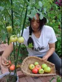 本想拍个视频展示一下花盆种植西红柿的成果，结果一场风过来给我提前收割了。 #我的乡村生活 #种菜