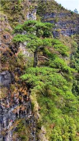 贵州也有迎客松，生长在悬崖绝壁上，比黄山迎客松更美，可惜生错了地方，无人知晓！#自然奇观#旅行大玩家#贵州迎客松