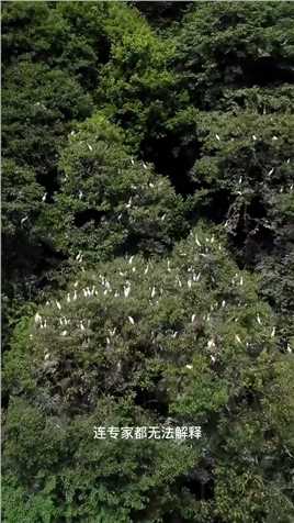 贵州凤冈县发现一棵奇树，引来周边几十里鸟都来筑巢，旁边那么多树偏偏选择这棵树，这样的自然奇观真是太神奇了！#旅行大玩家#大自然的馈