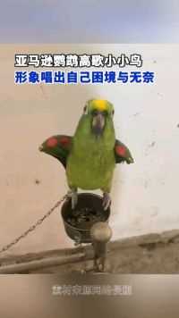 近日，江西南昌，一只小鹦鹉高唱《我是一只小小鸟》，形象地唱出自己的困境与无奈