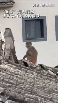“猴哥”闯入民居 消防员合力将其擒获