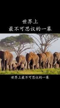 世界上最不可思议的一幕，21头大象为老人送行，背后故事令人泪目！