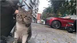 #人与动物和谐共处 天津的流浪猫都是胖胖的，小对眼好胖