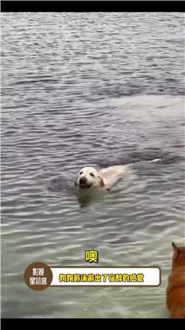 狗子：“这里的水不好喝！”#狗子游泳游出宿醉的感觉 #娱乐评论大赏 #呕吐的狗子.mp4


