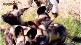 野狗群刚捕获一头羚羊，关键时刻鬣狗闪亮登场，结局有些出乎预料 #野生动物零距离 #万物皆有灵性 #上热门 .mp4



