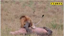 雄狮偷袭小河马，战斗一开始就结束了，蚕食场面太火爆，谨慎观看 #动物世界 #野生动物 #动物的迷惑行为.mp4

