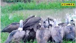 雄狮一巴掌把秃鹫拍落在地，看的让人目瞪口呆，难道雄狮要吃鸟？#动物解说 #纪录片 #动物世界 #
