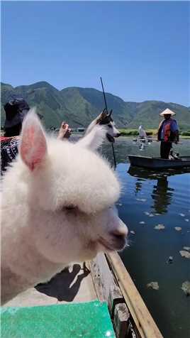 一条船上羊驼冰棍和哈士猪的奇妙友情！