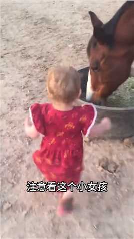 小女孩和马儿互动