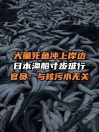 大量死鱼冲上岸边，日本渔船寸步难行，官员：与核污水无关。   