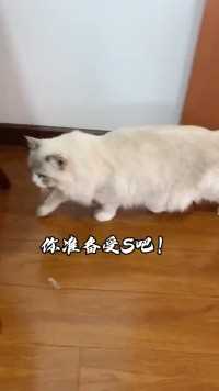 只怪我家猫腿太短！哈哈！