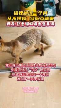 龙江森工集团绥阳林业局，一只小狐狸蹭饭一个月，从不挑食，到饭点就来。网友：熟悉得好像食堂开饭