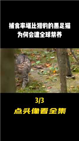 捕食率堪比猎豹的黑足猫，为何会遭全球禁养，颜值爆表都不行？#科普#黑足猫#捕食率#禁养 (3)