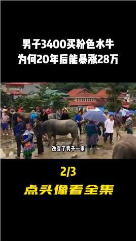 越南男子花3400买粉色水牛，20年后有人出28万购买，男子一口回绝#水牛#科普#科普一下 (2)