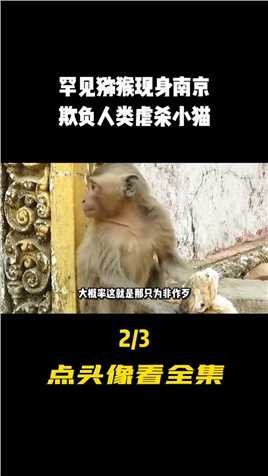 罕见猕猴现身南京，欺负人类虐杀小猫，猕猴为何做出这样的恶行？#科普#猕猴#恶行 (2)