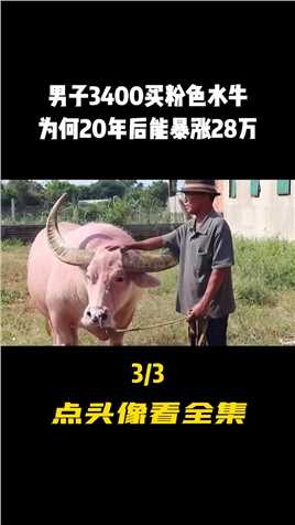 越南男子花3400买粉色水牛，20年后有人出28万购买，男子一口回绝#水牛#科普#科普一下 (3)