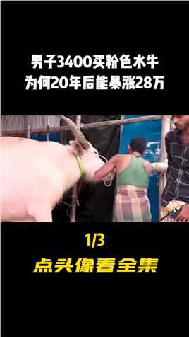 越南男子花3400买粉色水牛，20年后有人出28万购买，男子一口回绝#水牛#科普#科普一下 (1)