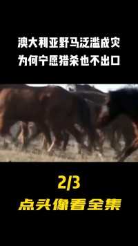 澳大利亚野马泛滥，在中国售价一万一匹，为何宁愿捕杀也不出口？#科普#野马 (2)