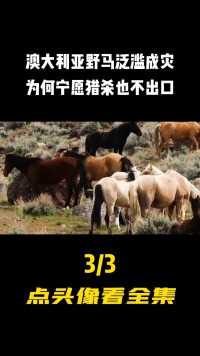 澳大利亚野马泛滥，在中国售价一万一匹，为何宁愿捕杀也不出口？#科普#野马 (3)