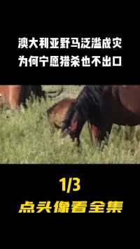 澳大利亚野马泛滥，在中国售价一万一匹，为何宁愿捕杀也不出口？#科普#野马 (1)