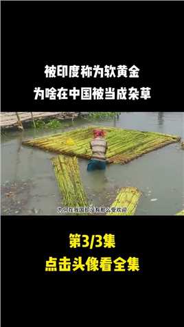 黄麻一年产值33亿，为啥在中国被当成杂草，却被印度称为软黄金？黄麻种植杂草 (3)