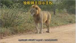 独眼狮王宣示主权，雄狮巡视领地，狮子的日常野生动物零距离